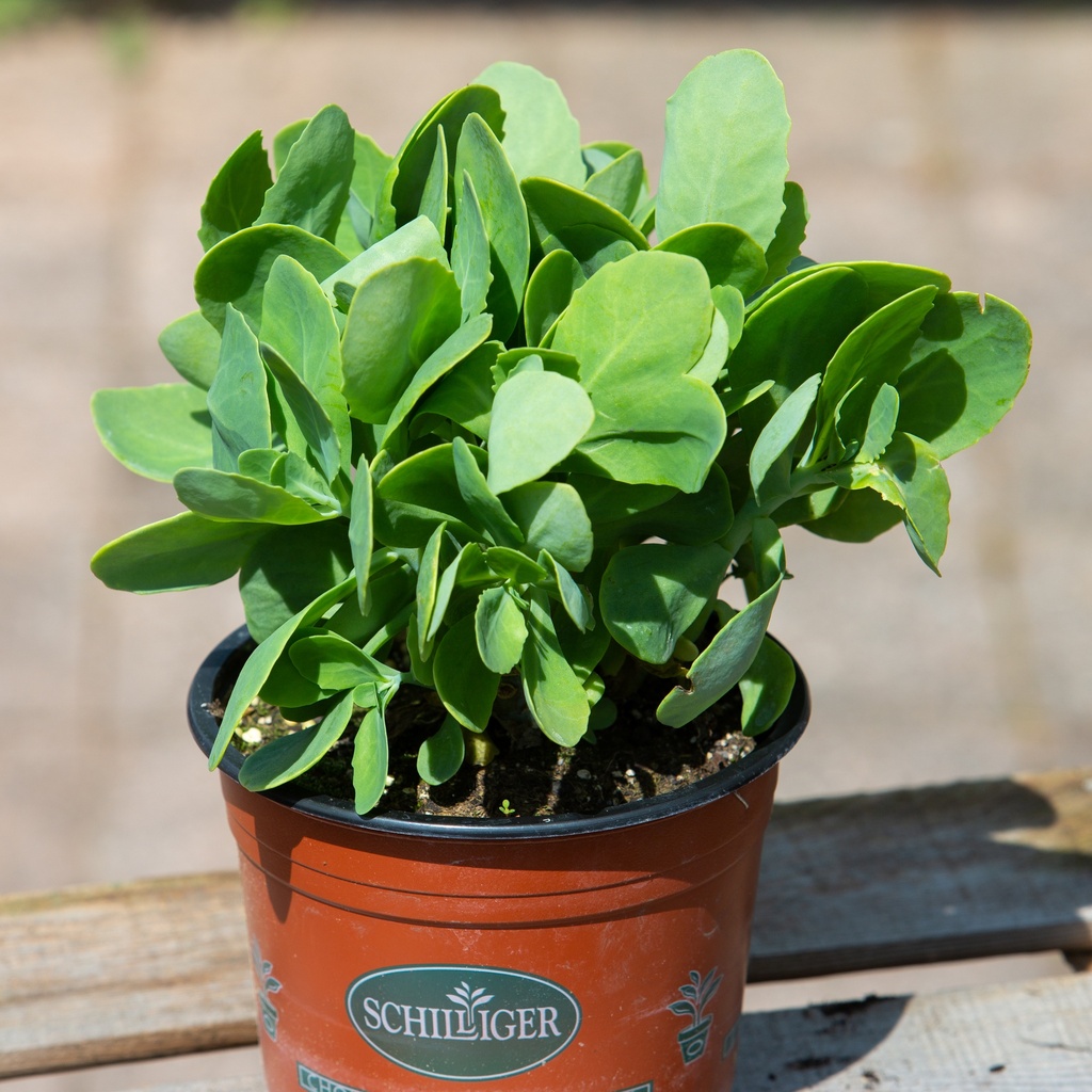 Sedum spectabile 'Stardust'