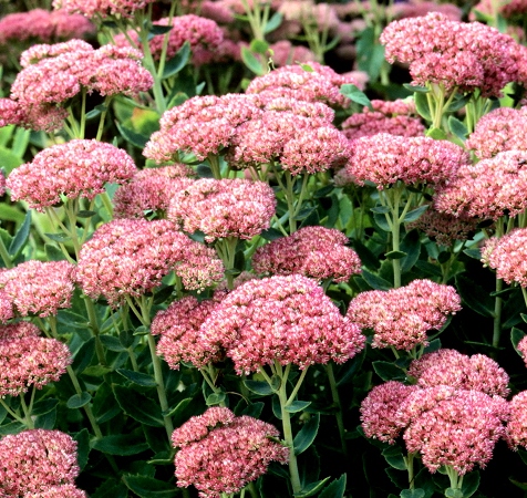 Sedum spectabile 'Carl'