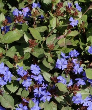 Ceratostigma plumbaginoides