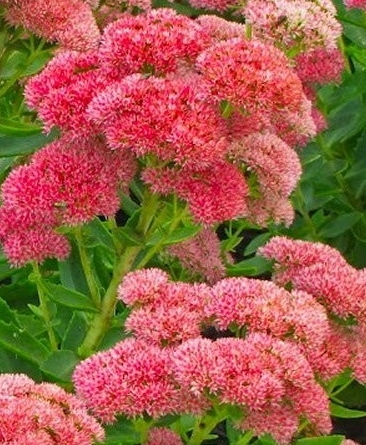 Sedum 'Herbstfreude'