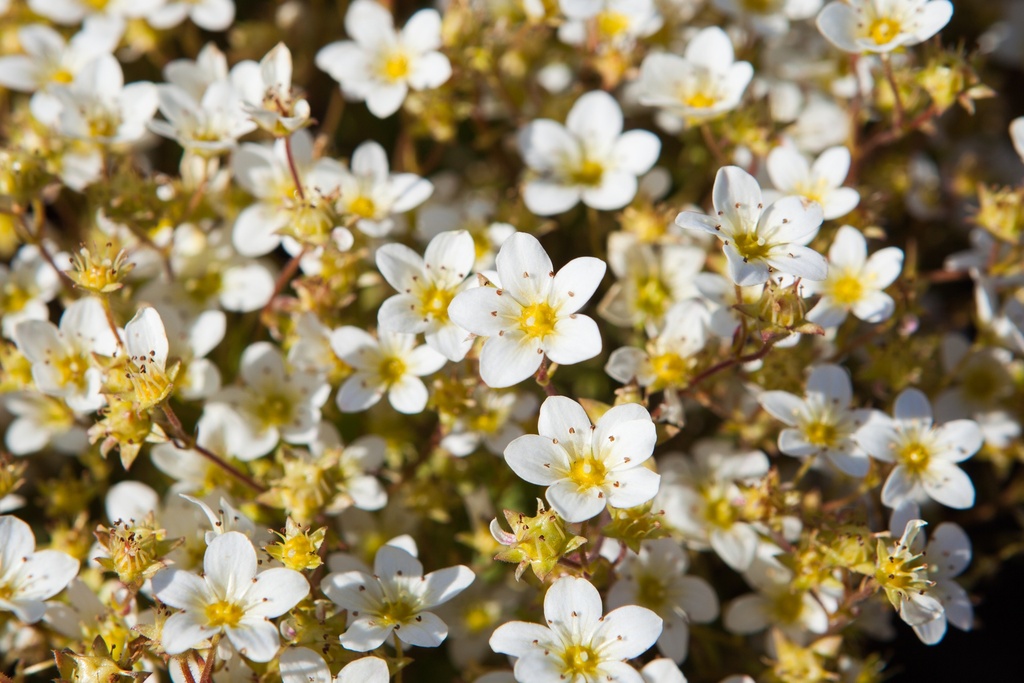 Saxifraga 'Touran Limegreen'