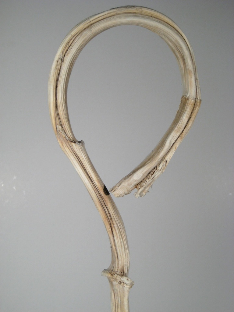 Hirtenstab blanchi