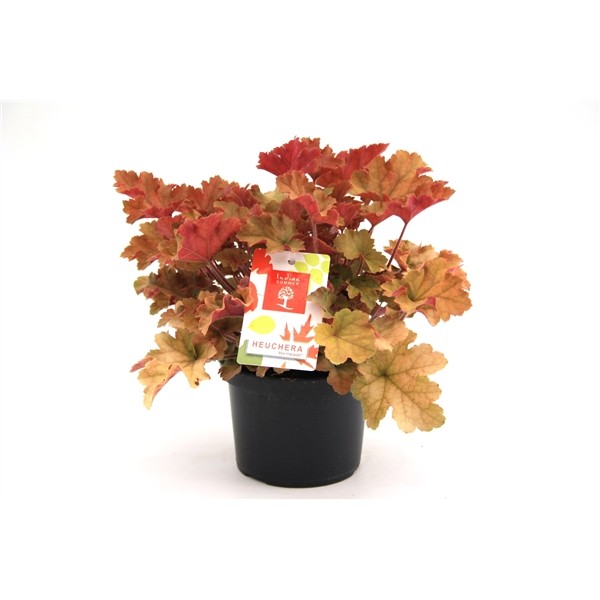 Heuchera 'Marmalade'