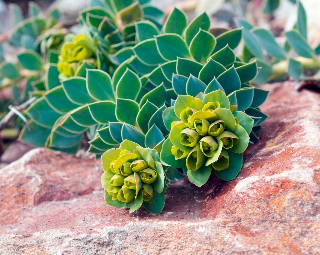 Euphorbia myrsinites
