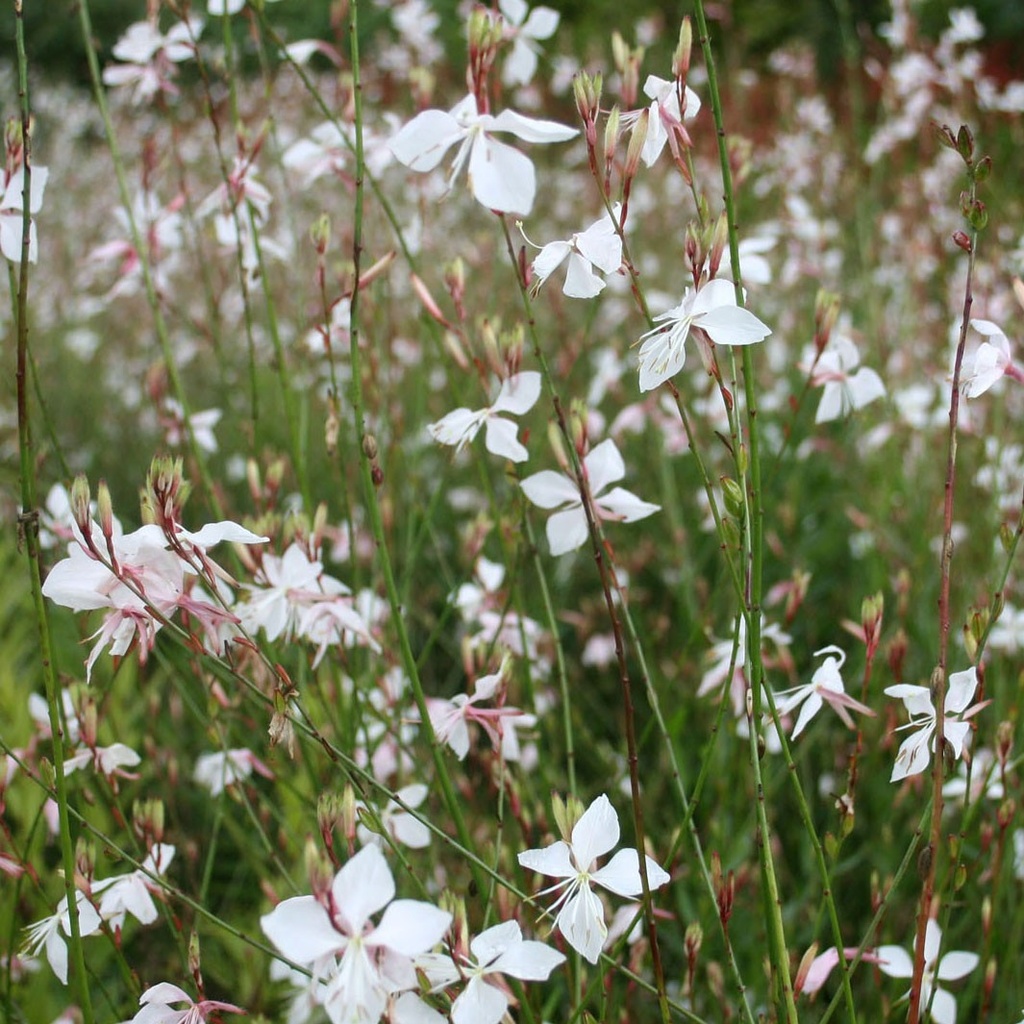 Gaura lindheimeri