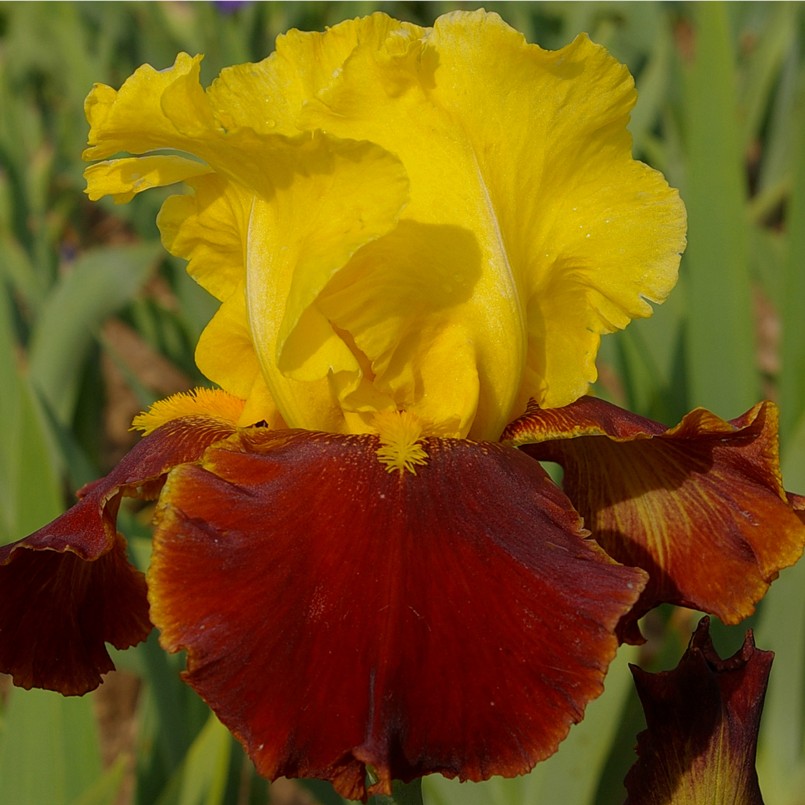 Iris germanica 'Andalou'