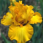 Iris germanica 'Bold Gold'