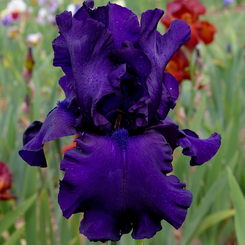 Iris germanica 'Dusky Challenger'