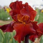 Iris germanica 'Gallant Moment'