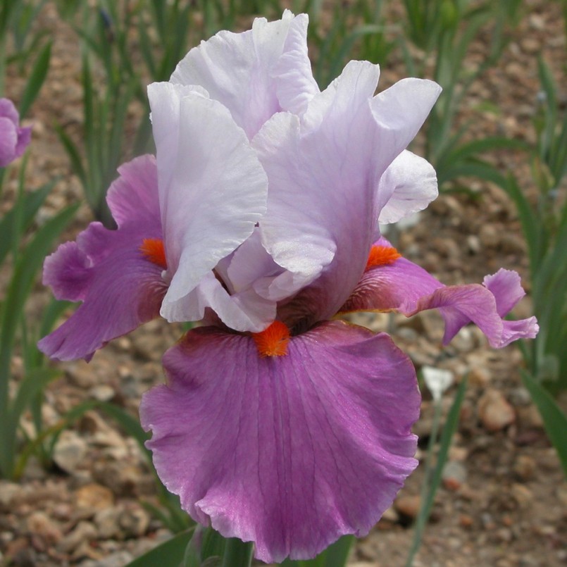 Iris germanica 'Gyrophare'