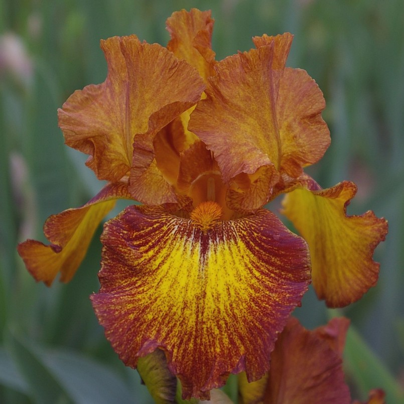 Iris germanica 'Lightning Streak'
