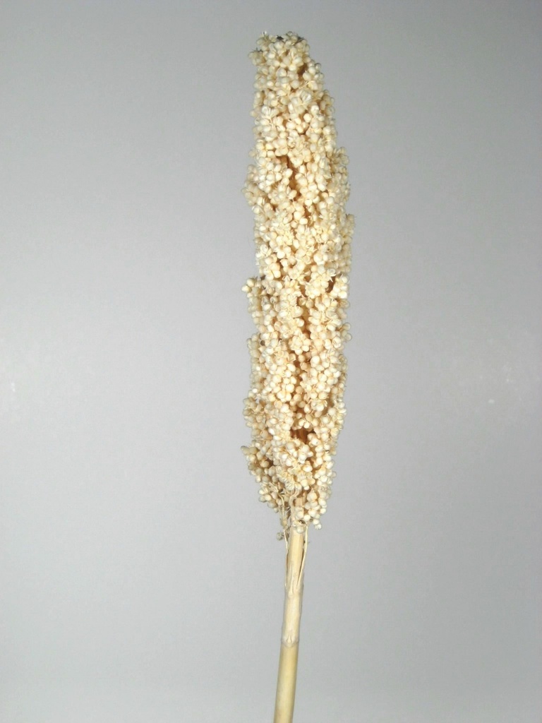 Indiankorn blanchi