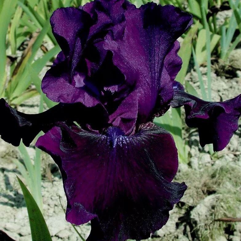 Iris germanica 'Rosalie Figge'