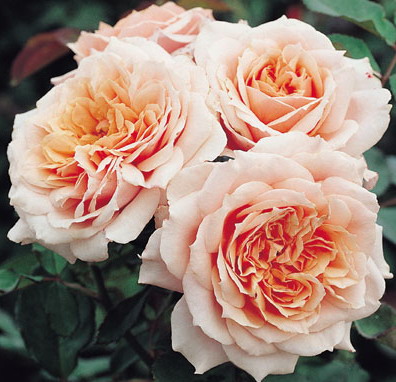 Rosier generosa 'Paul Bocuse'®