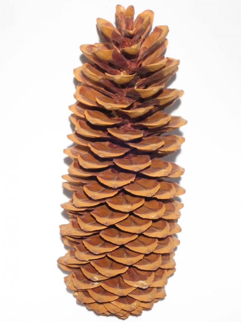 Lambertiana extra gros