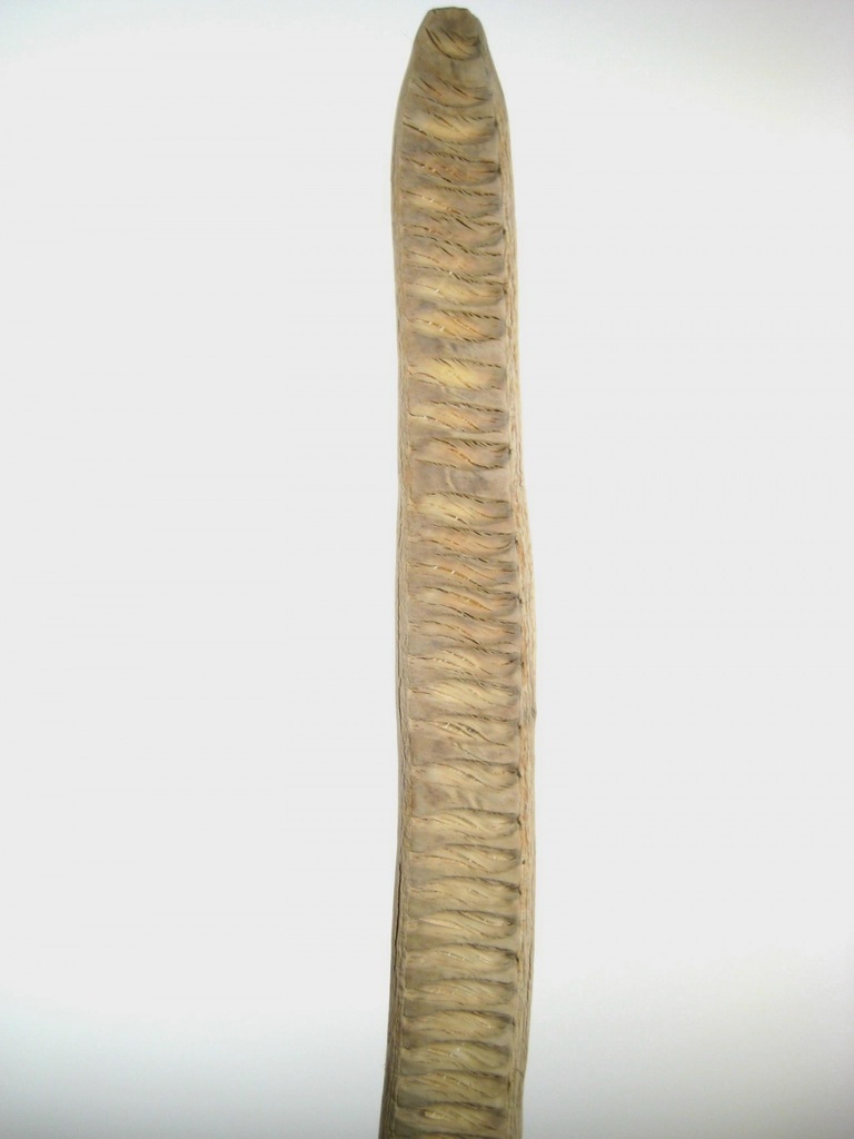 Leiterschote blanchi