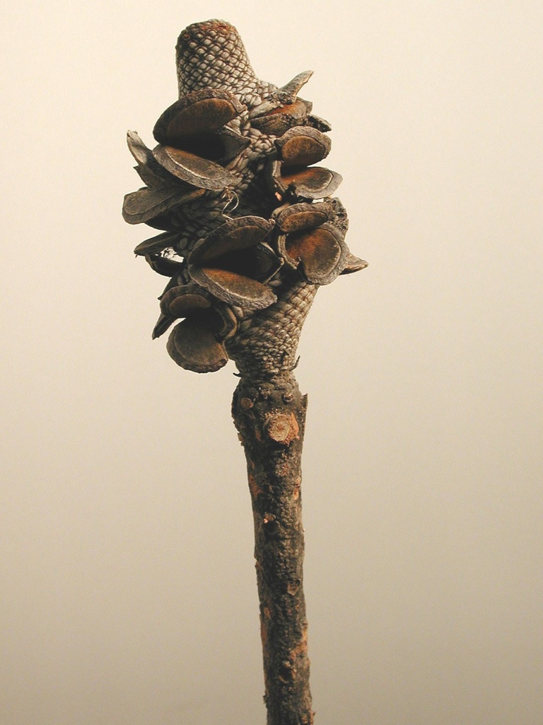 Menzii cones