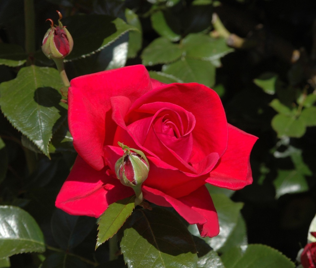 Rosier tige 'Le Grand Huit'