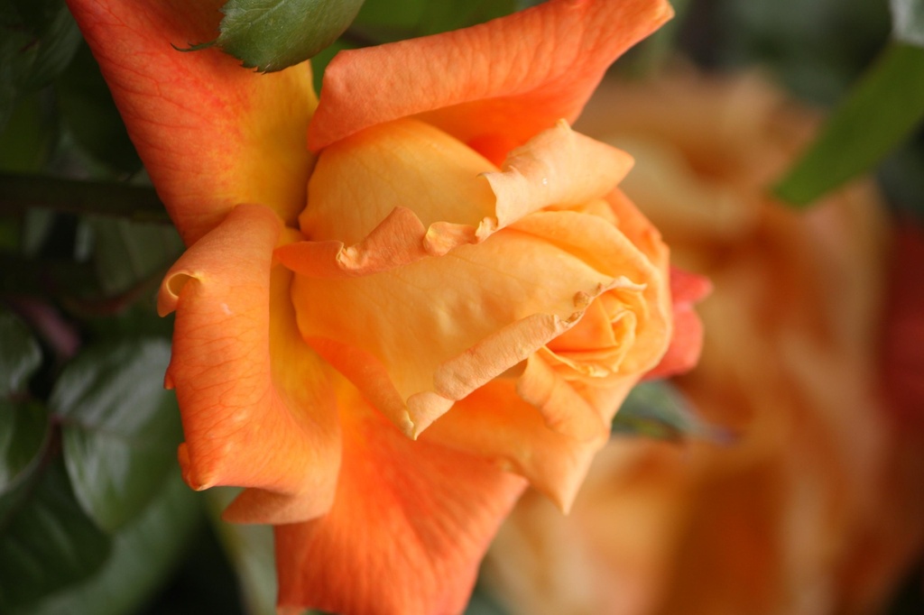 Rosier 'Louis de Funés'