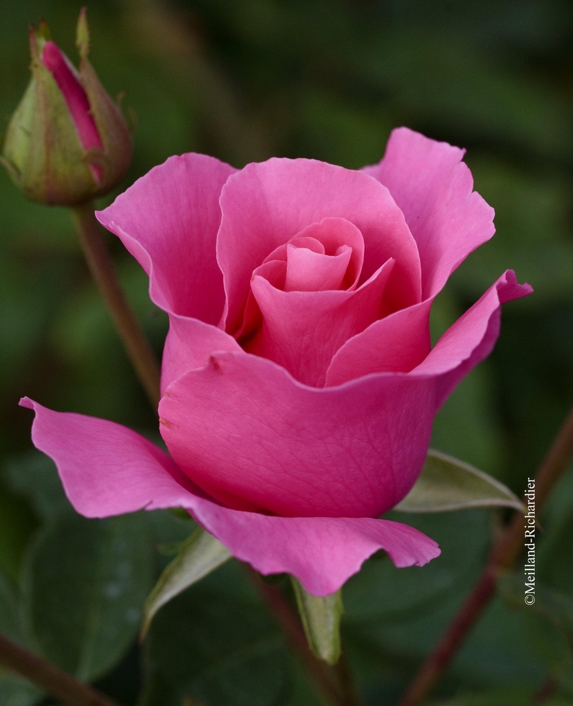 Rosier 'The Mc Cartney Rose'