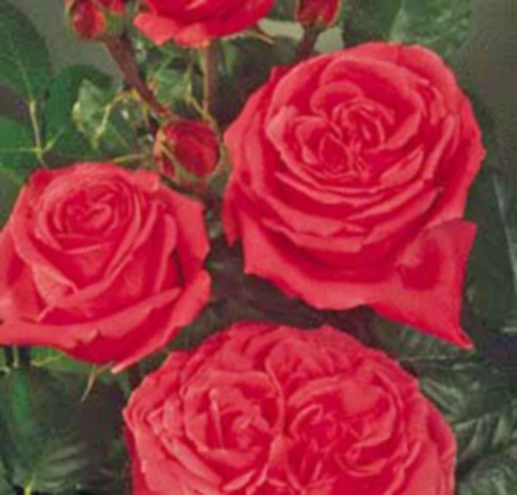 Rosier 'Auguste Renoir'