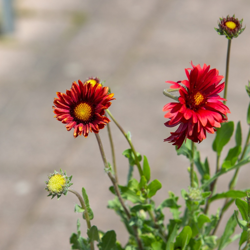 Gaillardia 'Burgunder'