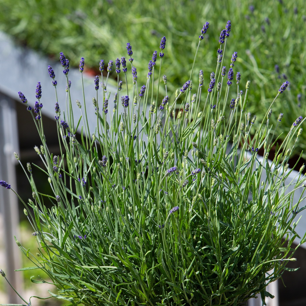 Lavandula angustifolia 'Hidcote'