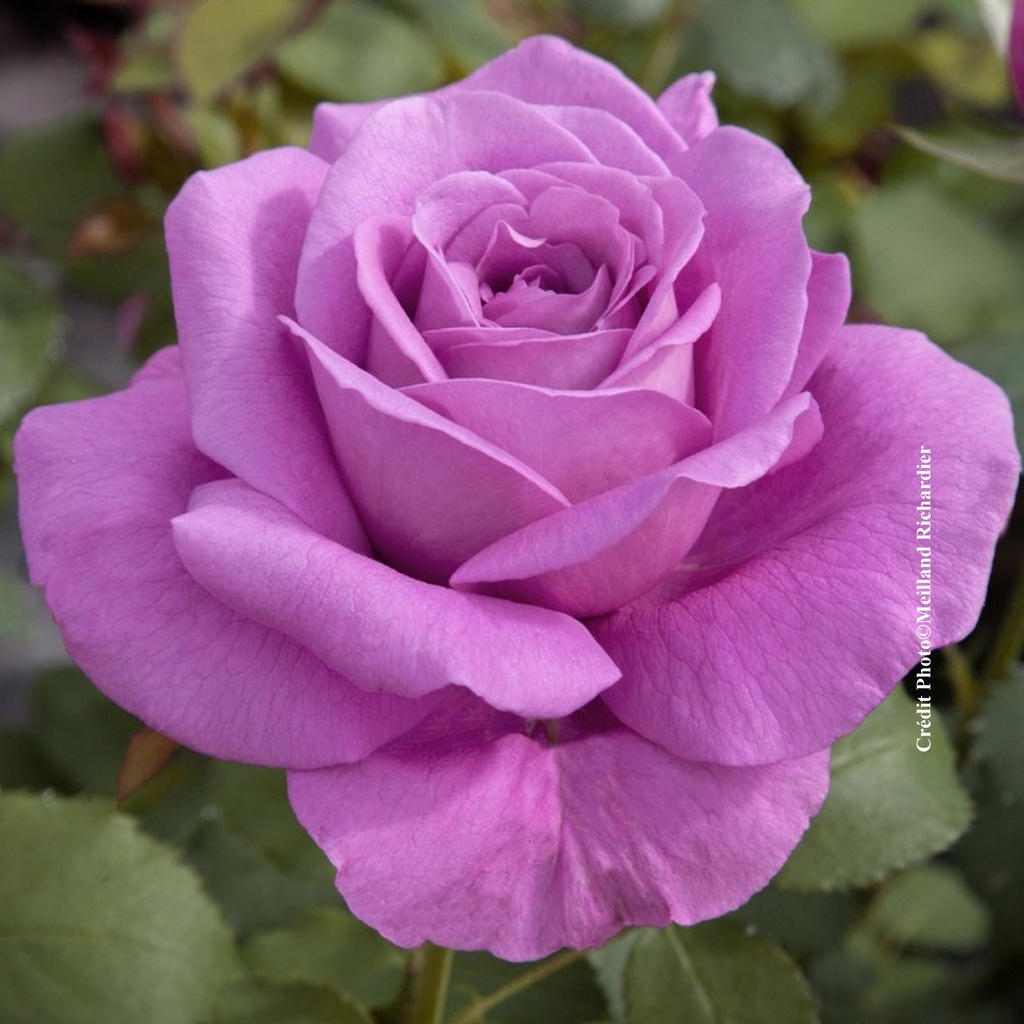 Rosier 'Claude Brasseur'