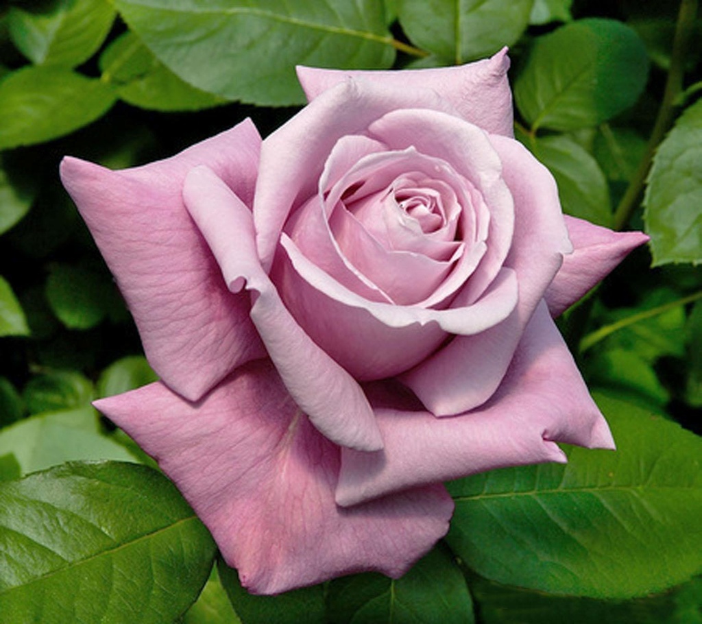 Rosier 'Charles de Gaulle'