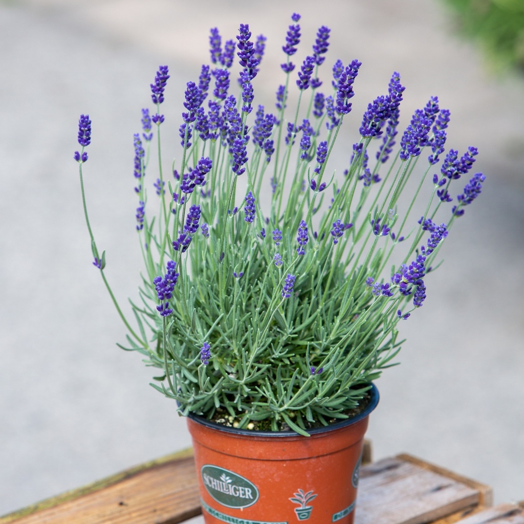 Lavandula angustifolia 'Hidcote'