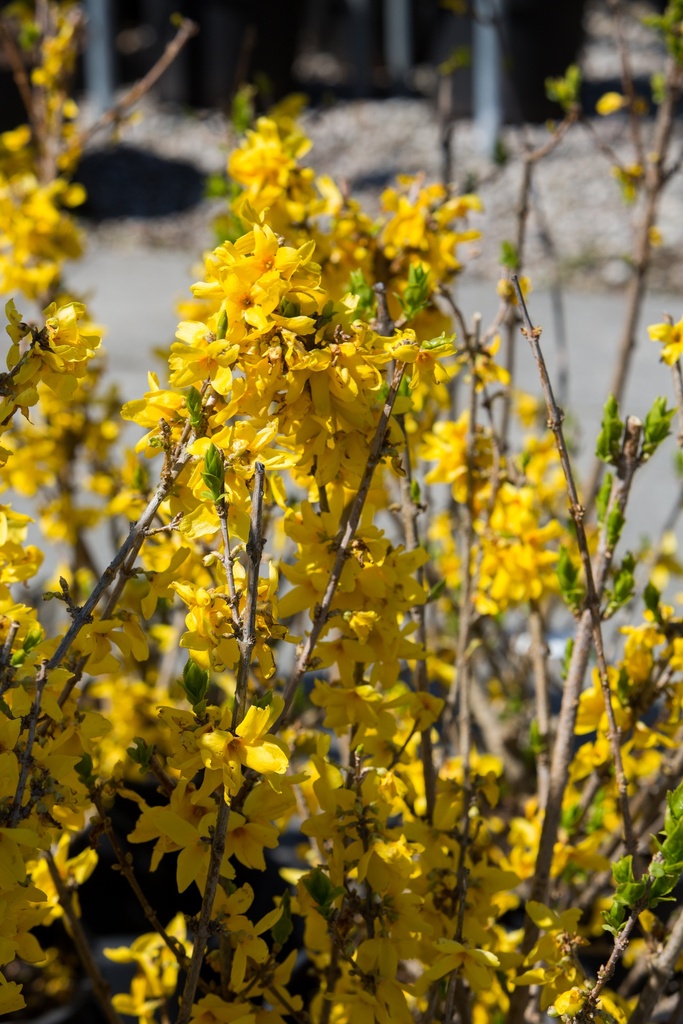 Forsythia x intermedia 'Goldrausch'