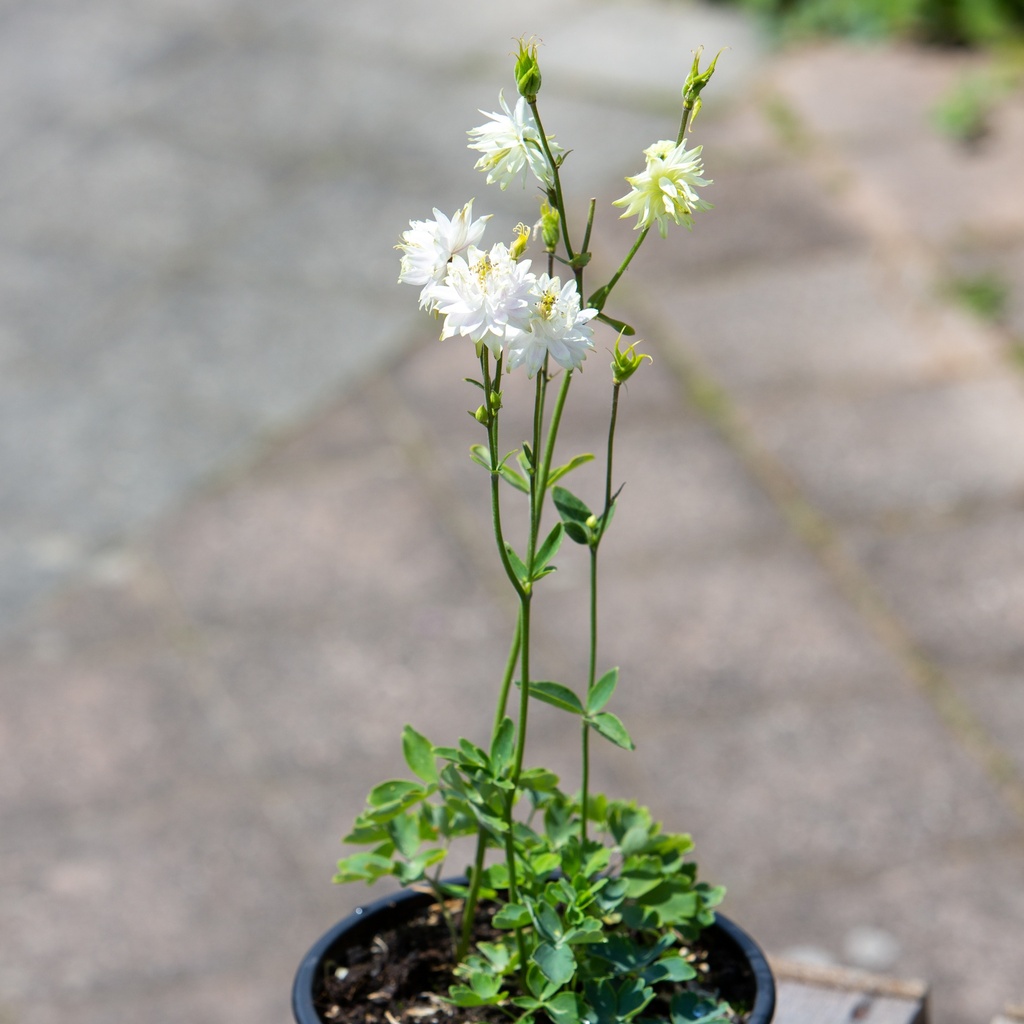 Aquilegia 'Green Apple'