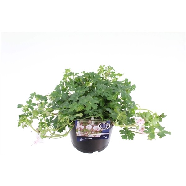Geranium x cantabrigiense 'Biokovo'