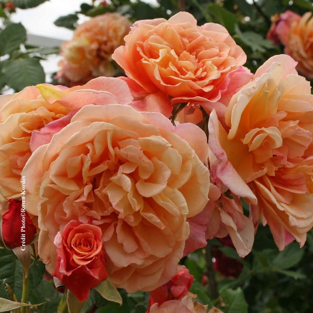 Rosier grimpant 'Aloha'