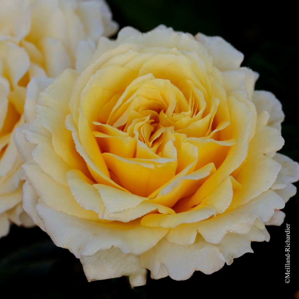 Rosier grimpant 'Cyrano de Bergerac'
