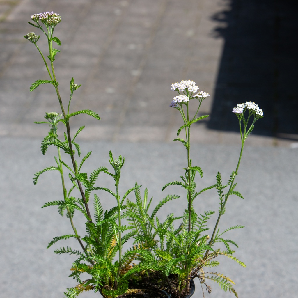 Achillea millefolium 'Lilac Beauty'