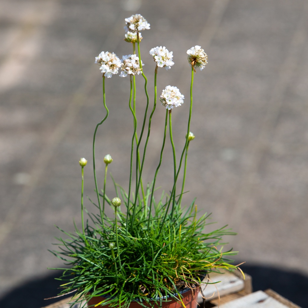 Armeria maritima 'Armada white'
