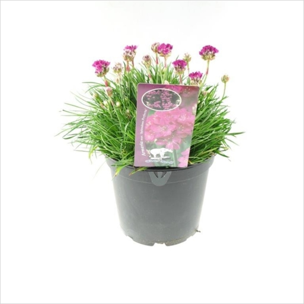 Armeria maritima 'Armada Rose'