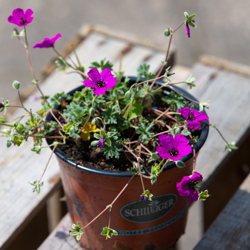 Geranium cinereum var. subcaulescens