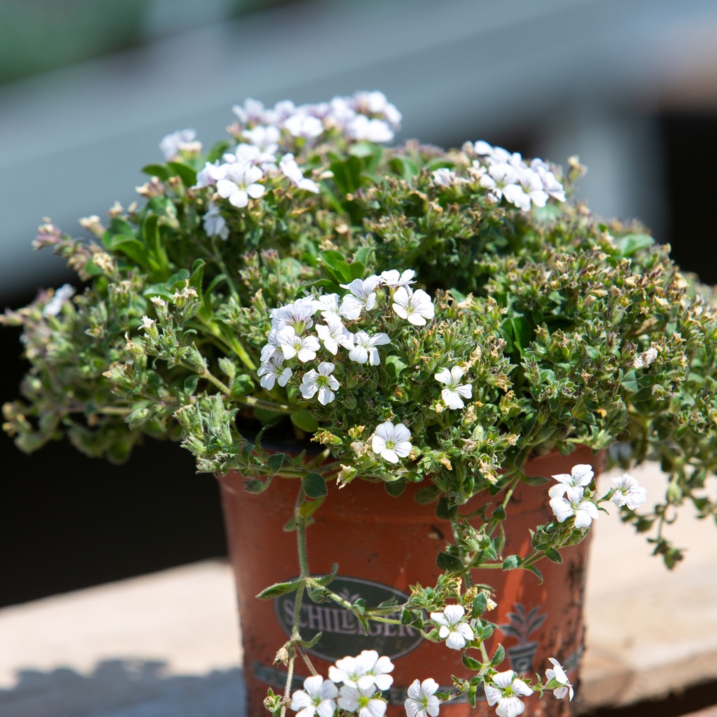 Gypsophila cerastioides
