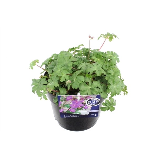 Geranium x cantabrigiense 'Karmina'