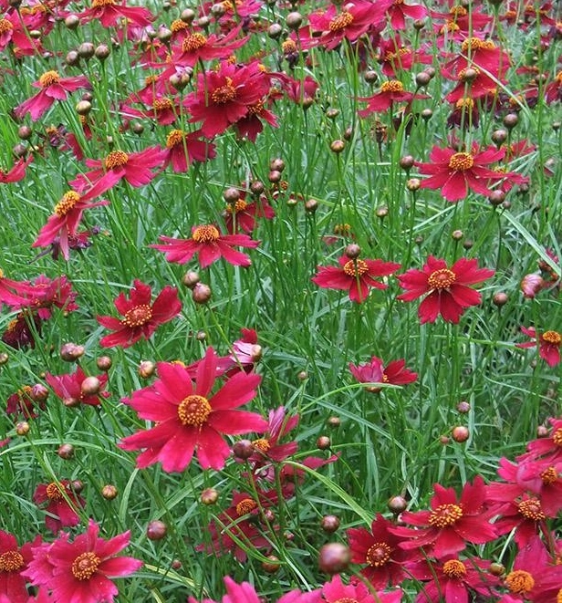 Coreopsis 'Limerock Ruby'