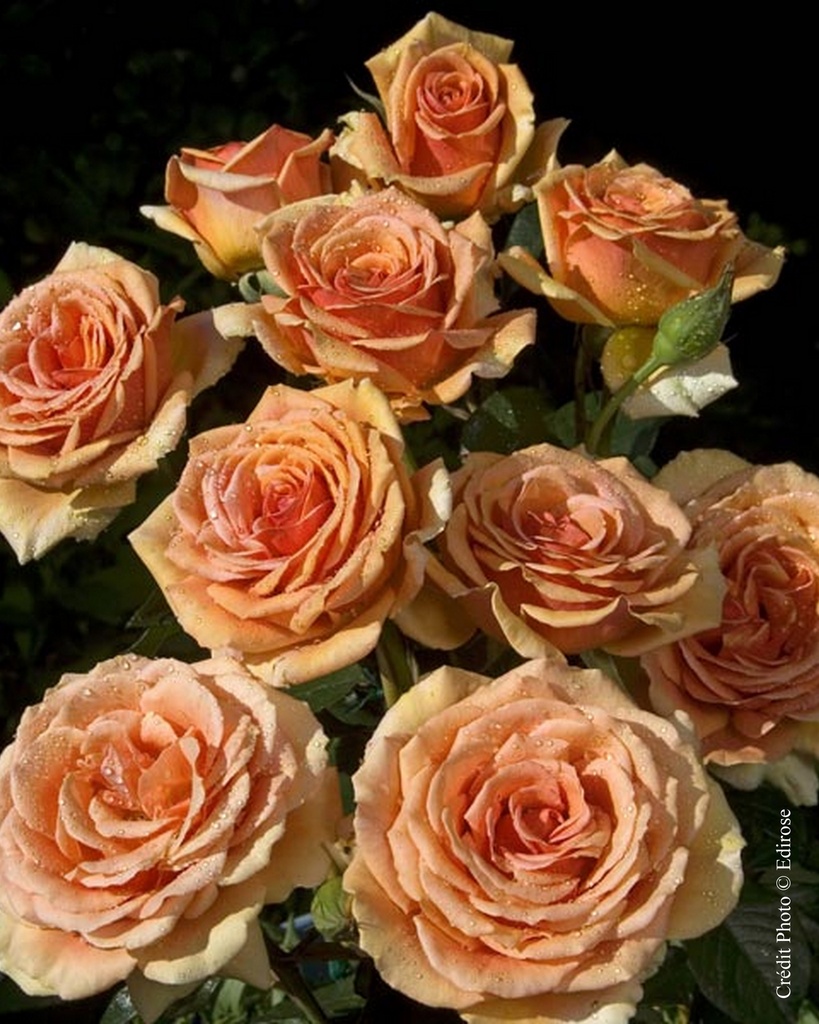 Rosier 'Bora Bora'