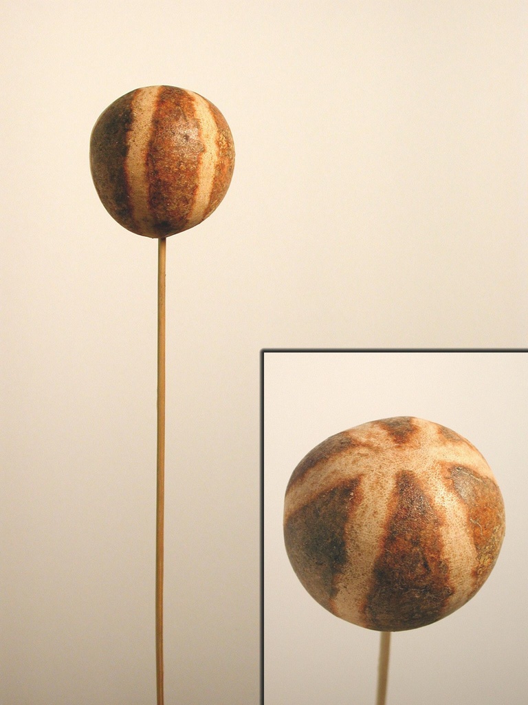 Pumpkin Bellani natur