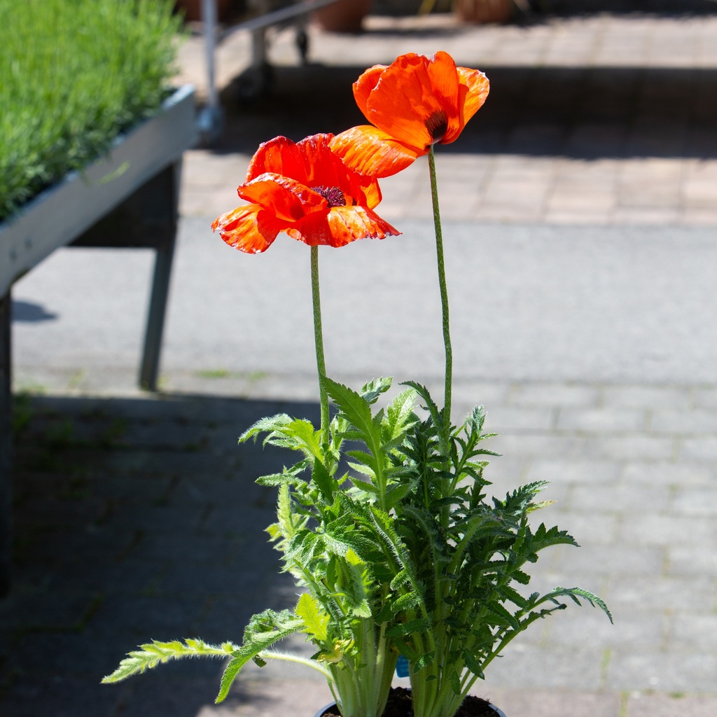 Papaver orientale