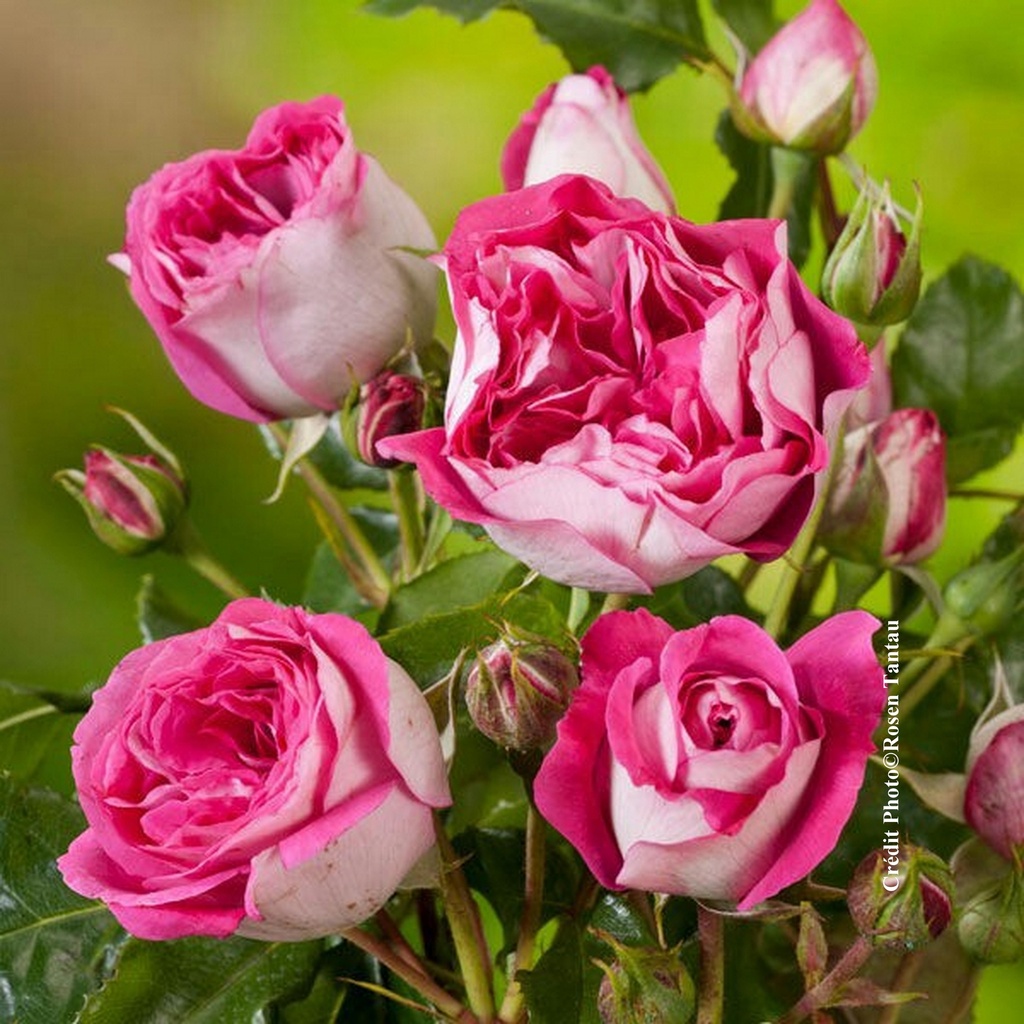 Rosier 'Maxim'