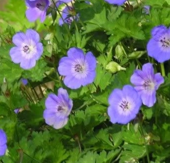 Geranium 'Jolly Bee'