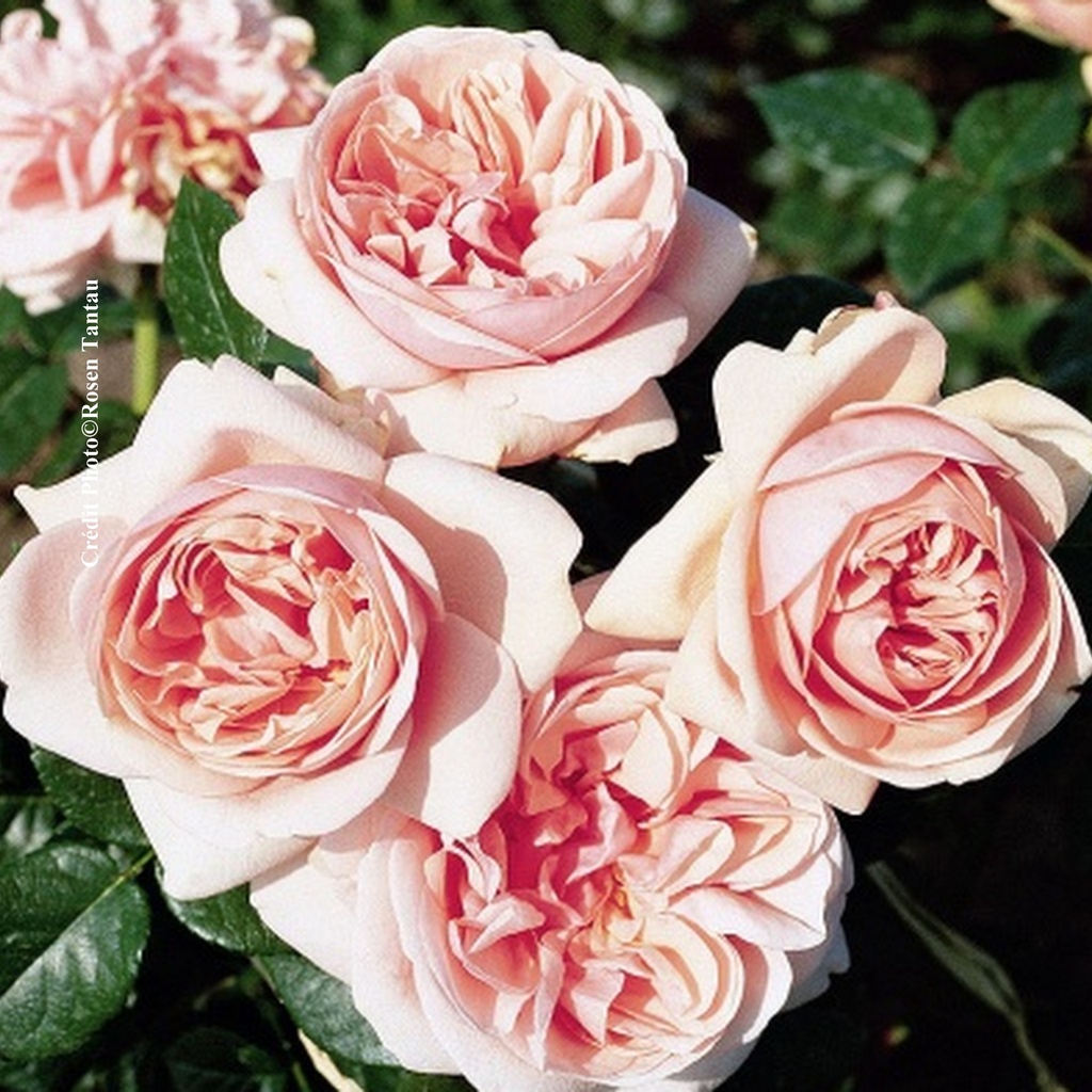 Rosier 'Aphrodite'