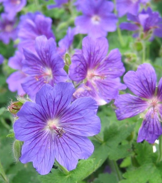 Geranium 'Johnson's Blue'