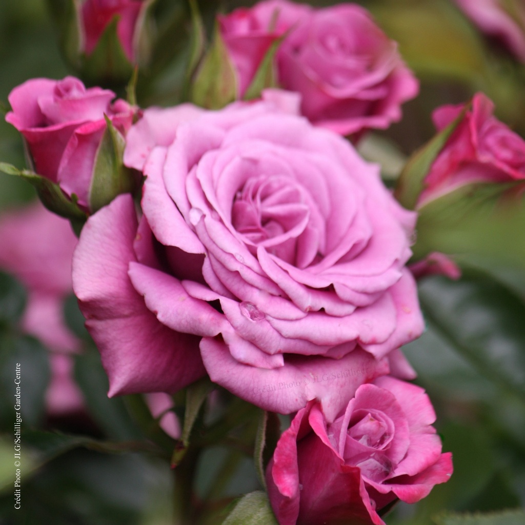 Rosier miniature 'Lavender Meillandina'